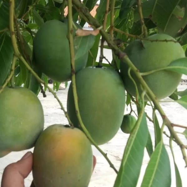 Sugar Loaf Mango Tree. grafted in 3 gallons pot