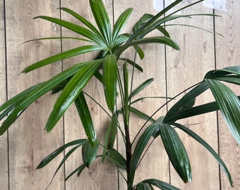 Rhapis Palm ,Lady Palm in 6"  Pot, Air Purifying Plant, indoor or outdoor