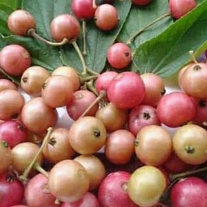 May include: A close-up shot of a collection of ripe, round fruits, varying in shades of pink, red, and yellow. Some fruits are attached to thin stems, and green leaves are scattered throughout the arrangement. The fruits appear fresh and ready to eat.