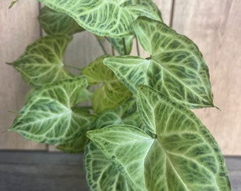 Syngonium ‘Batik’ in 4" pot