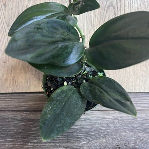 Treubii Dark Form in 4&quot; Pot