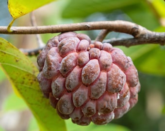 イラマフルーツ　ピンクサポテ Ilama Pink Annona Grafted Tree - Etsy