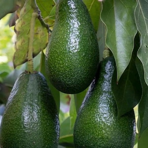 May include: Three ripe green avocados hanging from a tree branch with green leaves. The avocados have a textured skin and are pear-shaped. The image is a close-up shot of the fruit.