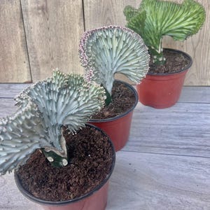 May include: Three potted Euphorbia lactea plants with unique, fan-shaped, and crested forms. The plants display a mix of green, white, and pink hues. The pots are a reddish-brown color, set against a wooden background.