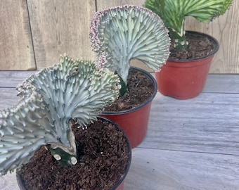 Coral Cactus Succulent Plant | Unique Wavy Fan-shaped Cactus Exotic Plant  Easy Care Cactus - Etsy