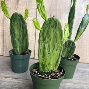 Variegated Opuntia, prickly pear variegated in 4" Pot, opuntia cactus