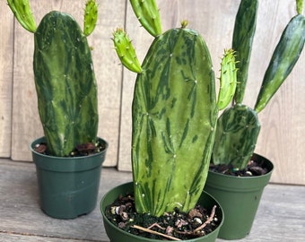 Variegated Opuntia, prickly pear variegated in 4" Pot, opuntia cactus