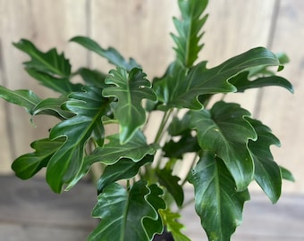 Philodendron Deja Vu, in 6” inches pot