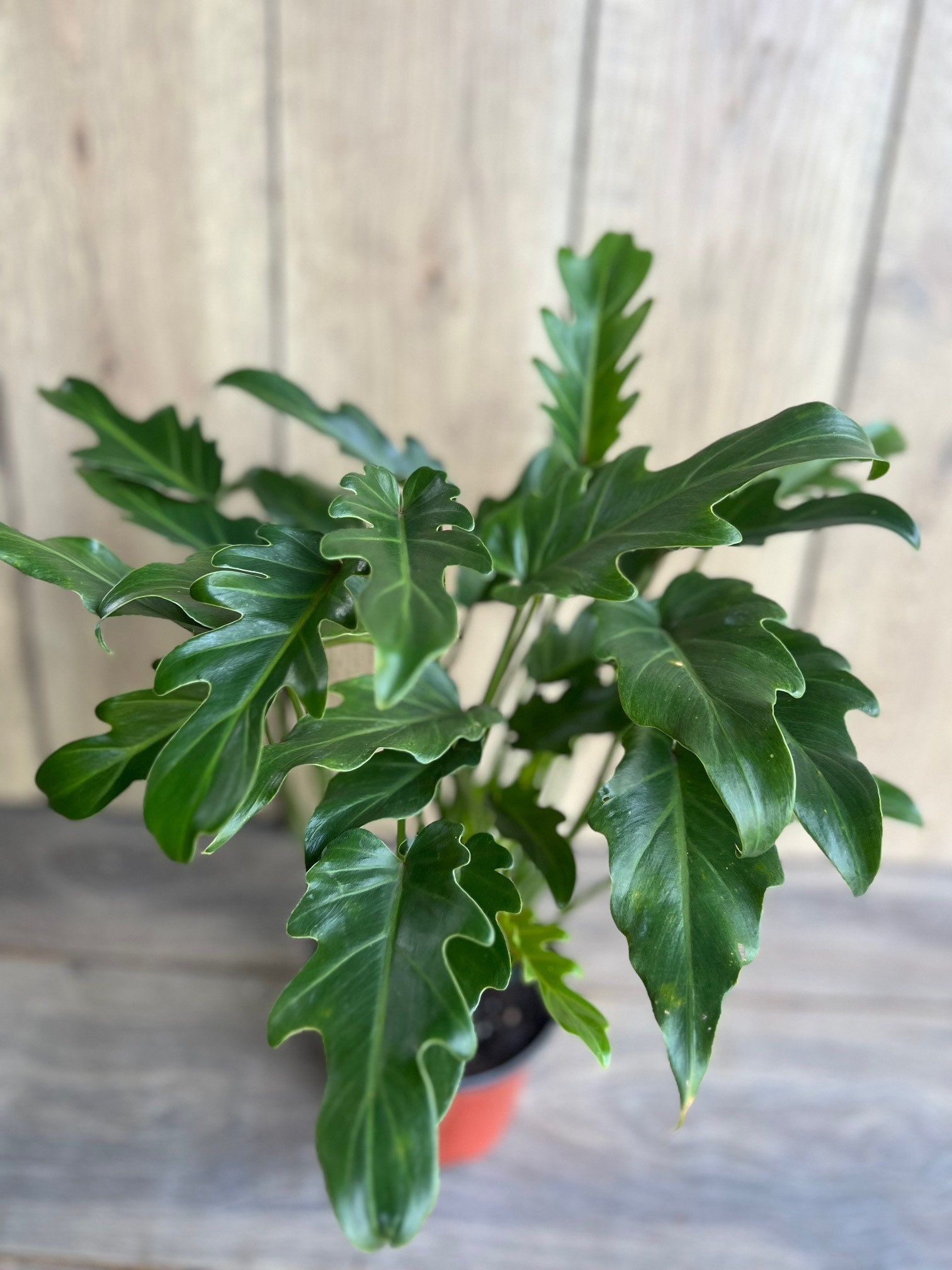Variegated Philodendron Selloum - Etsy