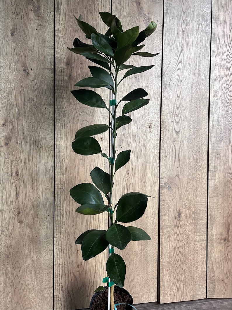 Grafted Shiranui Dekopon Mandarin Orange Tree in Half Gallon Pot