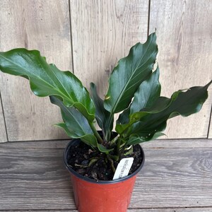 Anthurium Plowmanii in 6 Pot image 8