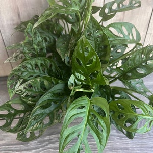 Monstera Adansonii in 6&quot; pot, Swiss Cheese