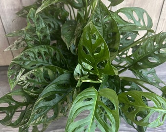 Monstera Adansonii in 6&quot; pot, Swiss Cheese
