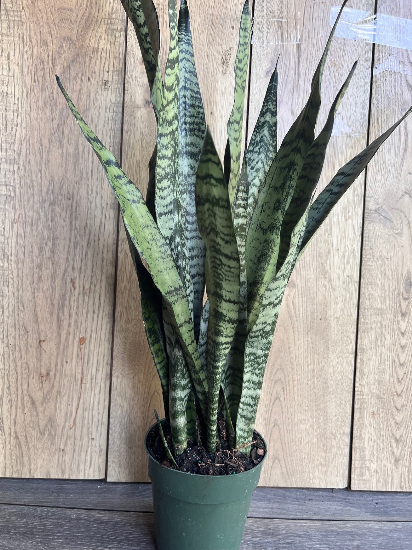 Sansevieria Zeylanica, in 6