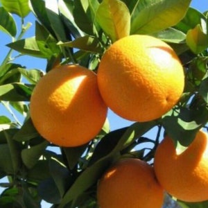 Valencia Orange Tree in half Gallon Pot, Grafted,  Florida Shipping Only