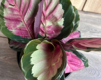 Calathea roseopicta ‘Rosy’   in 6" Pot,  Rossy