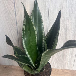 May include: A potted snake plant with dark green leaves and light green and white variegation. The leaves are upright and pointed, with a slightly wavy texture. The plant is in a black plastic pot, set against a light wood background.