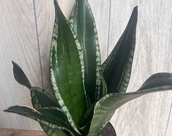 Sansevieria Whitney, Sansevieria Silver Flame, in 6" Inches pot, Mother in law