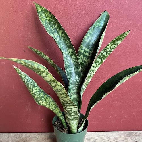 Silver Queen Snake Plant 6" | Sansevieria Silver Queen | Mother in Law's  Tongue | Easy Care Plant | Low Maintenance Plant | Beginner Plant | - Etsy