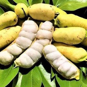 May include: Close-up of several yellow, pod-shaped fruits with white, fleshy interiors. The fruits are arranged on a bed of green leaves.