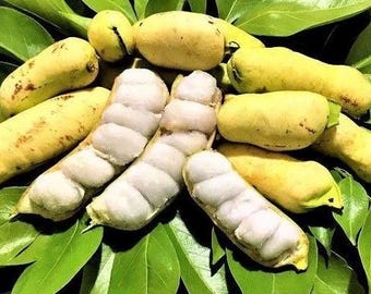 May include: Close-up of several yellow, pod-shaped fruits with white, fleshy interiors. The fruits are arranged on a bed of green leaves.