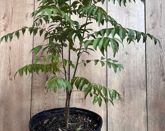 Curry Leaf Plant, Murraya Koenigii in 10" Pot. No Ship to Ca Tx Az AL or HI  - Etsy