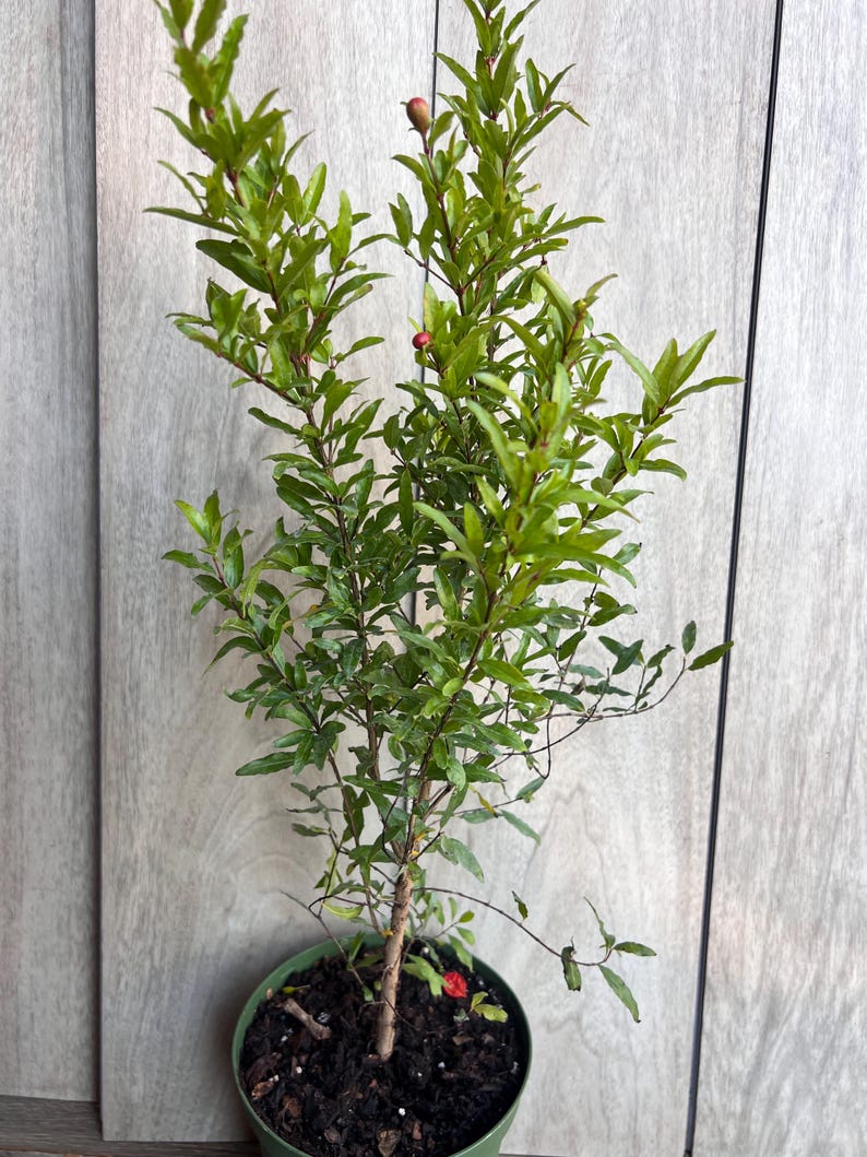Thegreenshouse Dwarf Pomegranate - Thumbnail 4