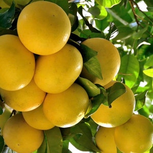 May include: A cluster of ripe yellow grapefruits hanging from a tree branch. The grapefruits are arranged in a pyramid shape, with the largest grapefruit at the top and the smallest grapefruits at the bottom.