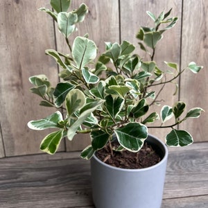 Ficus Triangularis Varigated in 5" pot