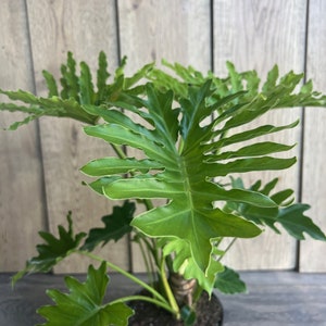 Philodendron ‘Lickety Split’  in 6&quot; pot