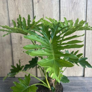 Philodendron ‘Lickety Split’  in 6" pot