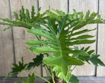 Philodendron ‘Lickety Split’  in 6" pot