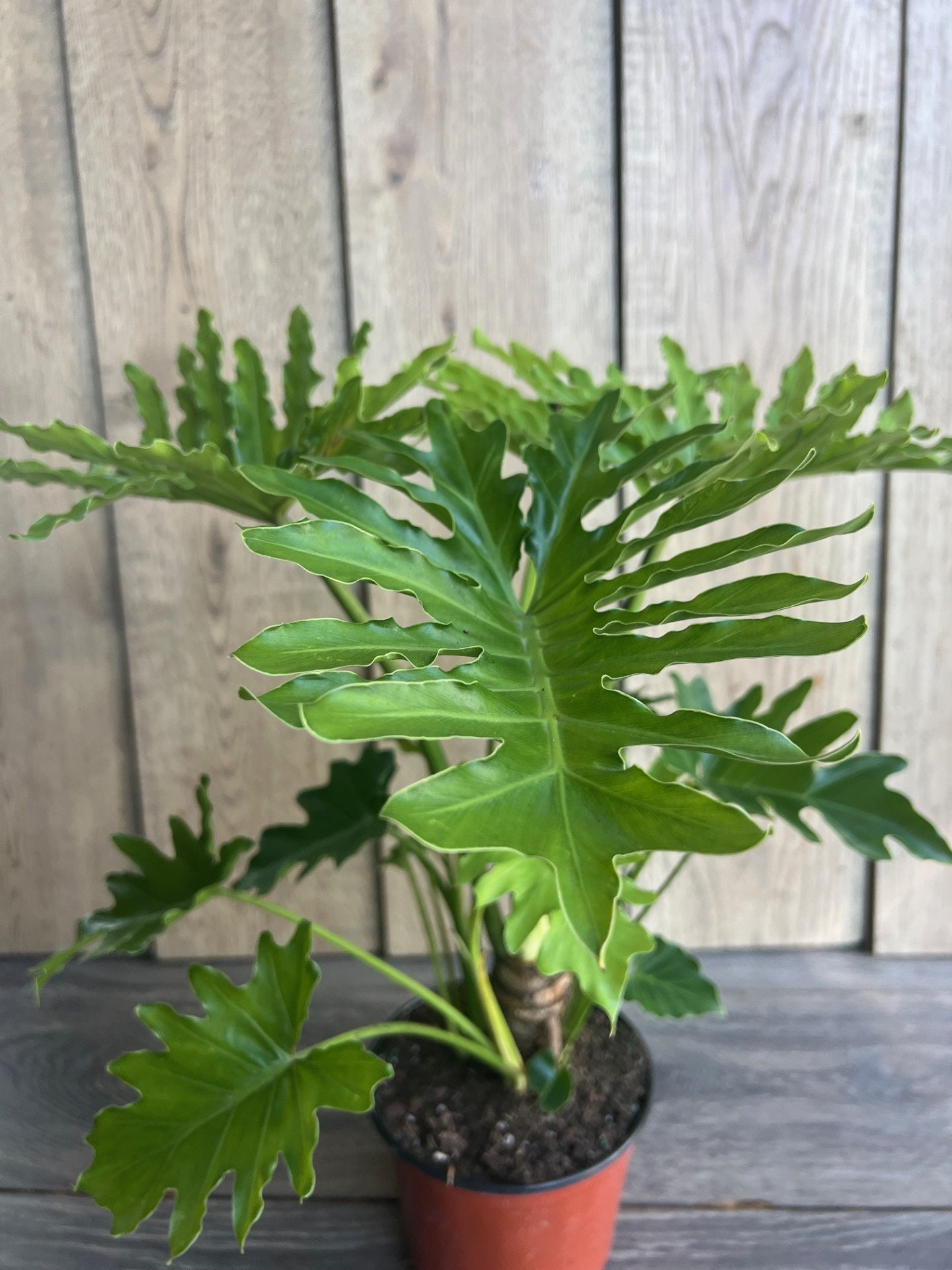philodendron pastazanum silver Philodendron pastazanum (young plant) main image 0