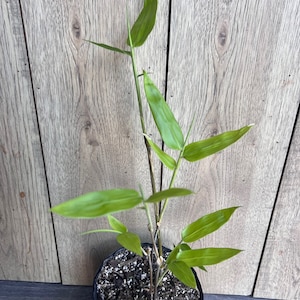 Black Asper Bamboo in 6" Pot, Bambu Hitam - Etsy