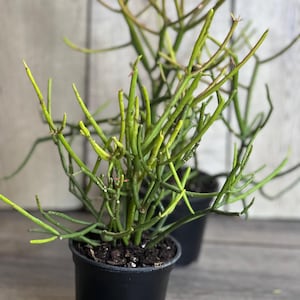 May include: Two green pencil cactus plants in black pots. The plants have thin, green stems that branch out in a spiky pattern.
