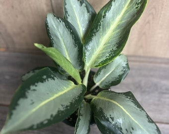 Aglaonema Green Bowl in 6", Rare Aglaonema