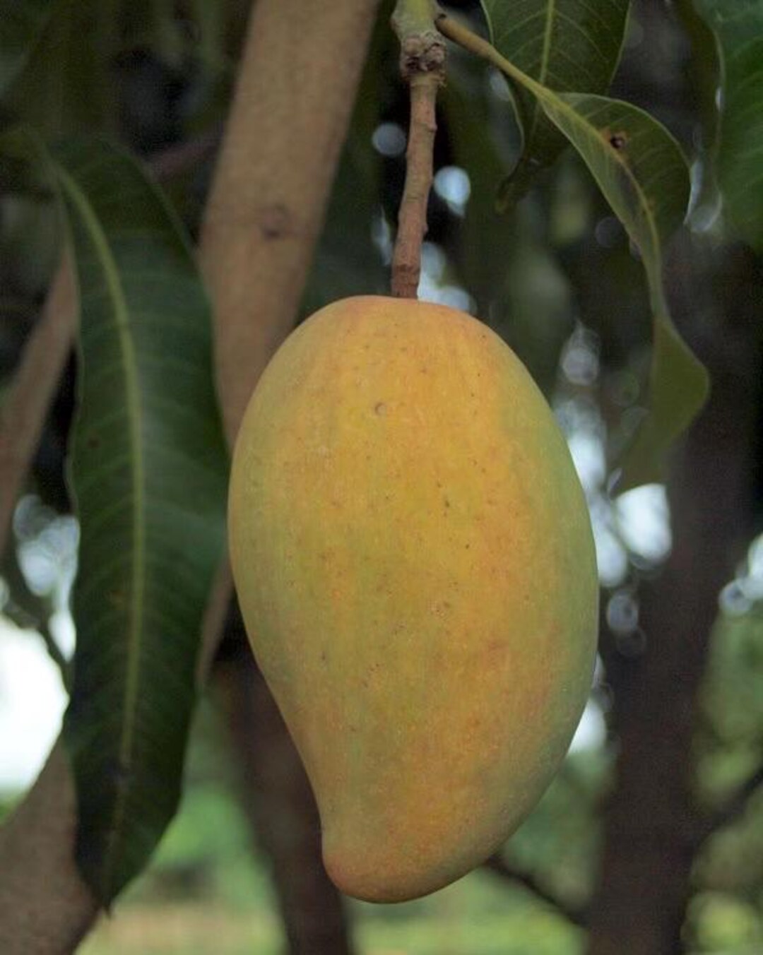 Grafted Manila Mango in 1/2 Gallon Pot - Etsy