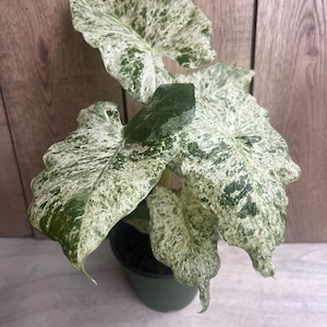 May include: A potted Alocasia plant with large, textured leaves. The leaves are a mix of green and white, creating a speckled pattern. The plant is in a dark green pot, set against a wooden background.