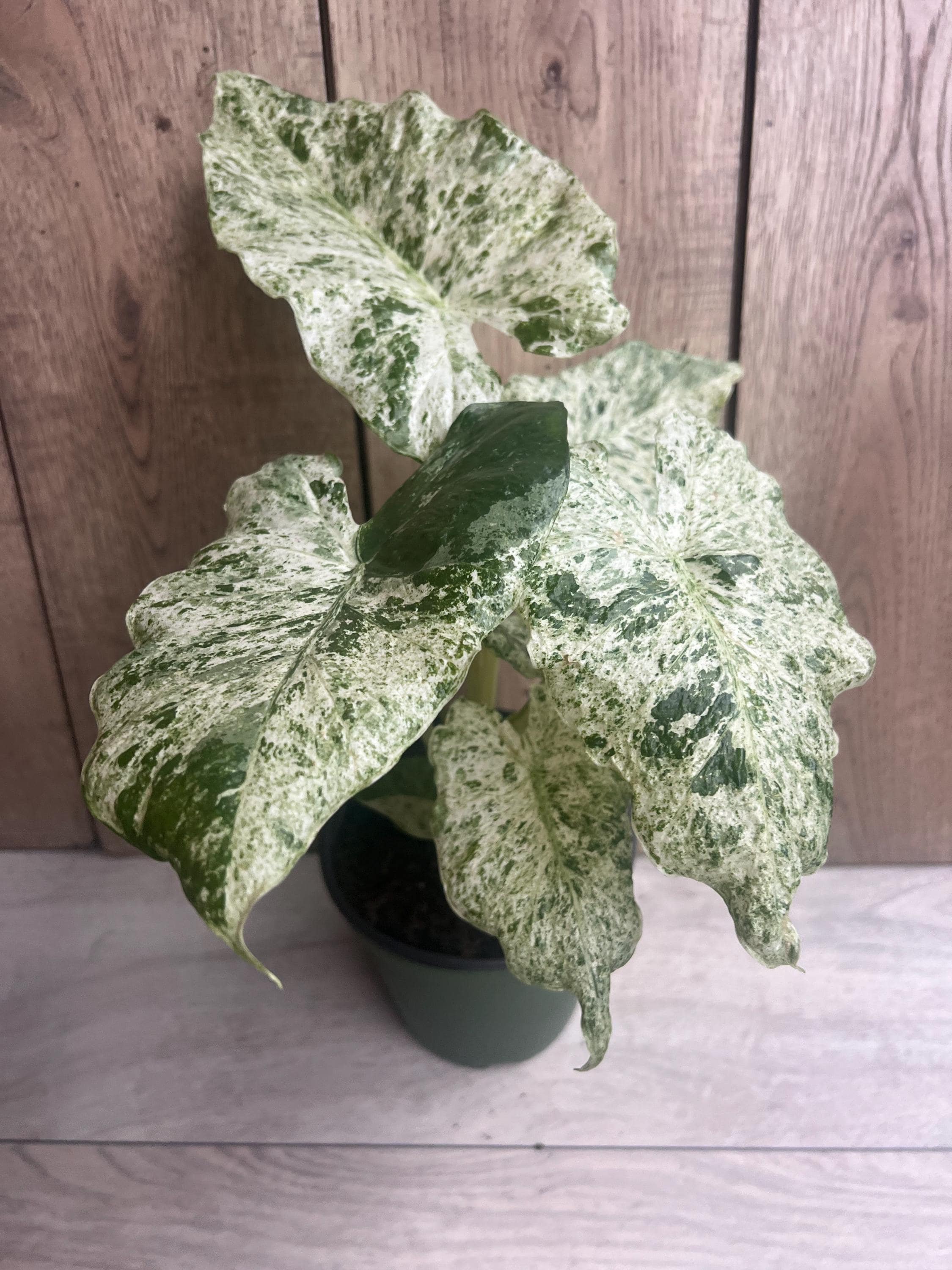Variegated Cucullata Alocasia - Etsy