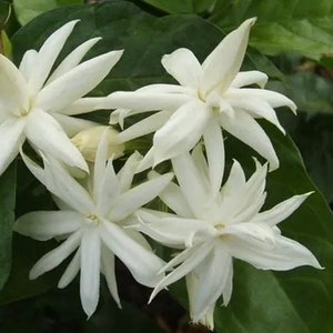 Jasmine Belle of India in 4&quot; Pot Pot, Fragrance, Flowers and Brilliant Green Leaves