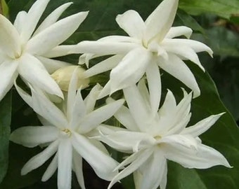 Jasmine Belle of India in 4&quot; Pot Pot, Fragrance, Flowers and Brilliant Green Leaves