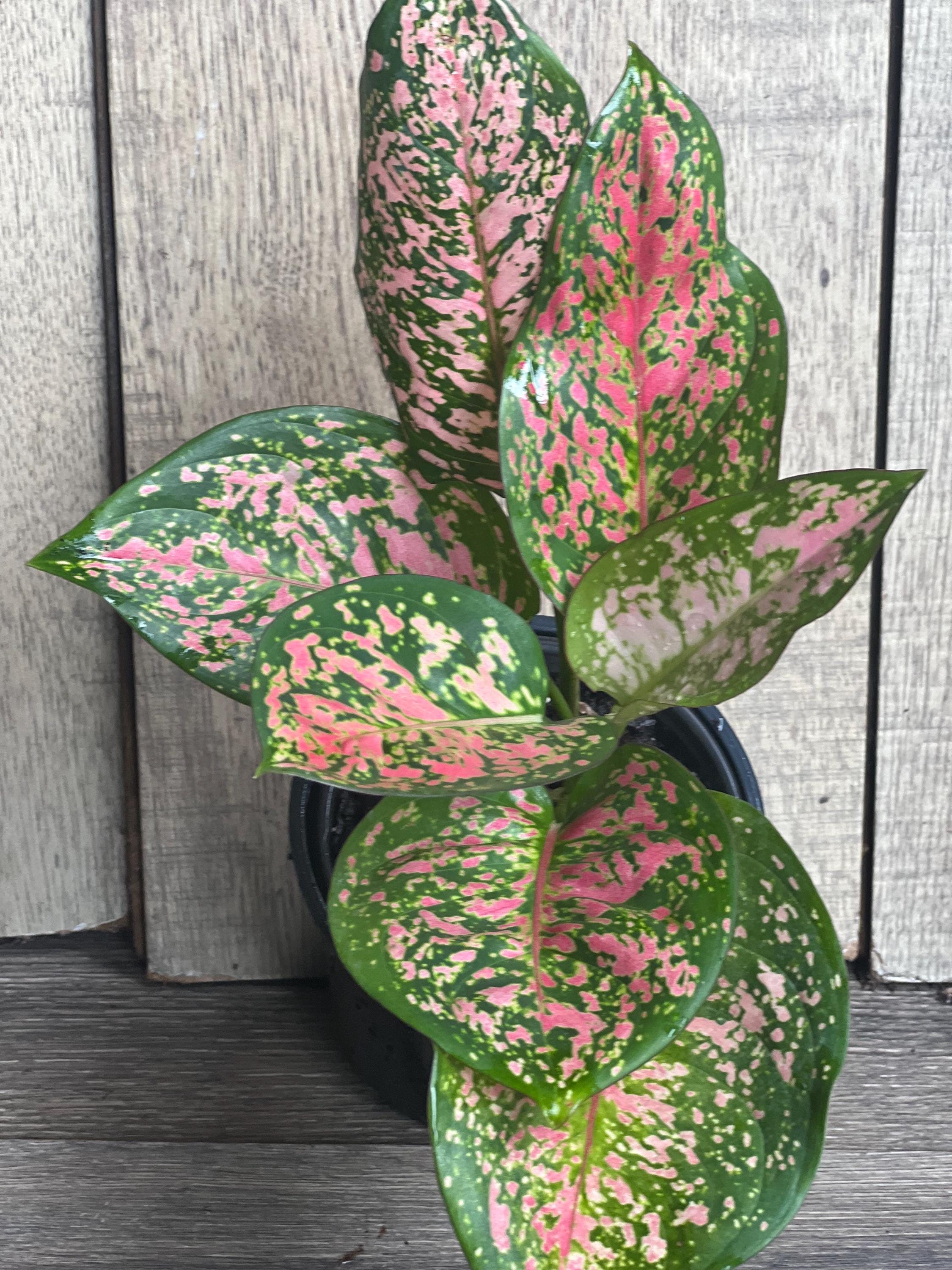 Aglaonema Wishes, Red Valentine in 4" Pot - Etsy