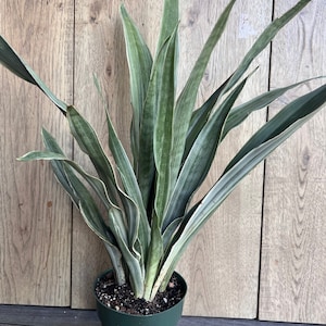 Large, Sansevieria Sayuri in 6" pot