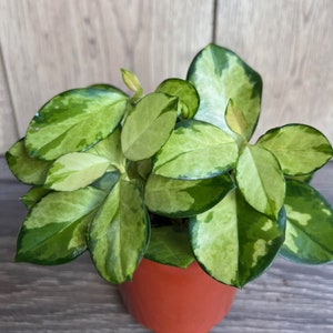 Hoya Australis Lisa in 4&quot; Pot