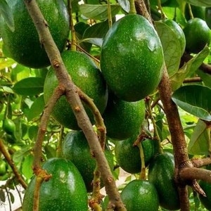 May include: Close-up of a branch of an avocado tree with many green avocados hanging from it.