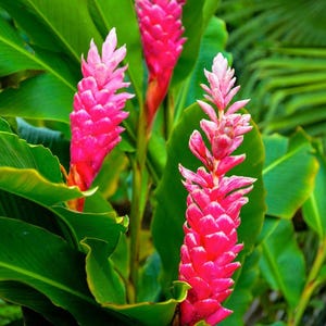 May include: Three vibrant pink ginger flowers with layered, cone-shaped bracts standing upright. The flowers are surrounded by large, broad, deep green leaves with prominent veins, creating a dense and lush botanical display of tropical flora.
