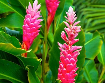 Hawaiian Pink Ginger in 4" Pot, Alpinia purpurata,  Live Tropical Plant”