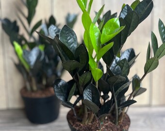 ark snake plant Shark Fin Snake Plant - Hive Plants – The White Oak Collection