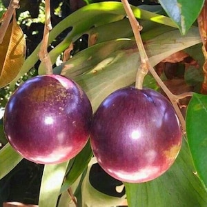 Caimito Purple,  Star Apple,  Chrysophyllum cainito in 3 gallons pot, grafted, No Ship to CA and HI