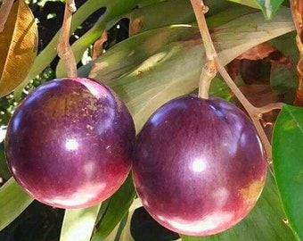 Large Caimito Purple,  Star Apple,  Chrysophyllum cainito in 3 gallon pot, grafted